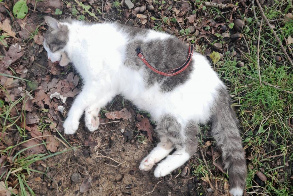 Fundmeldung Katze rassenmischung Unbekannt Bédée Frankreich