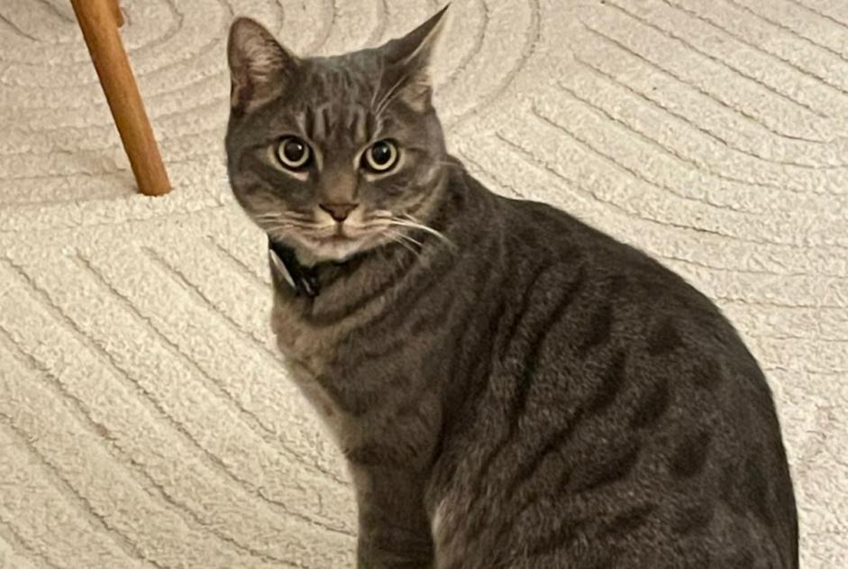 Disappearance alert Cat miscegenation Male , 5 years Rosiers-d'Égletons France