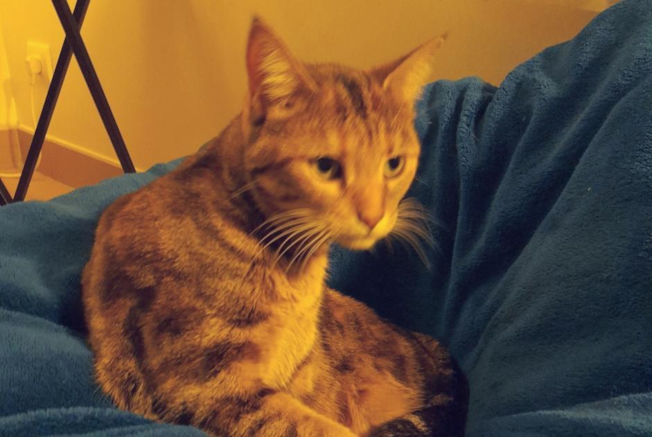 Alerte Disparition Chat croisement Femelle , 2 ans Sceaux-d'Anjou France