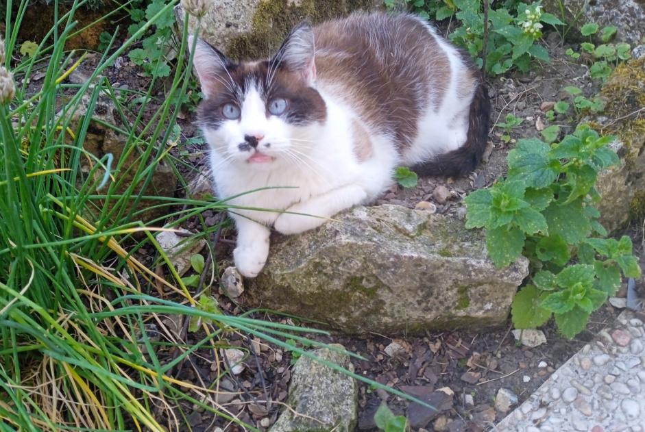 Alerte Disparition Chat croisement Mâle , 10 ans Lihus France