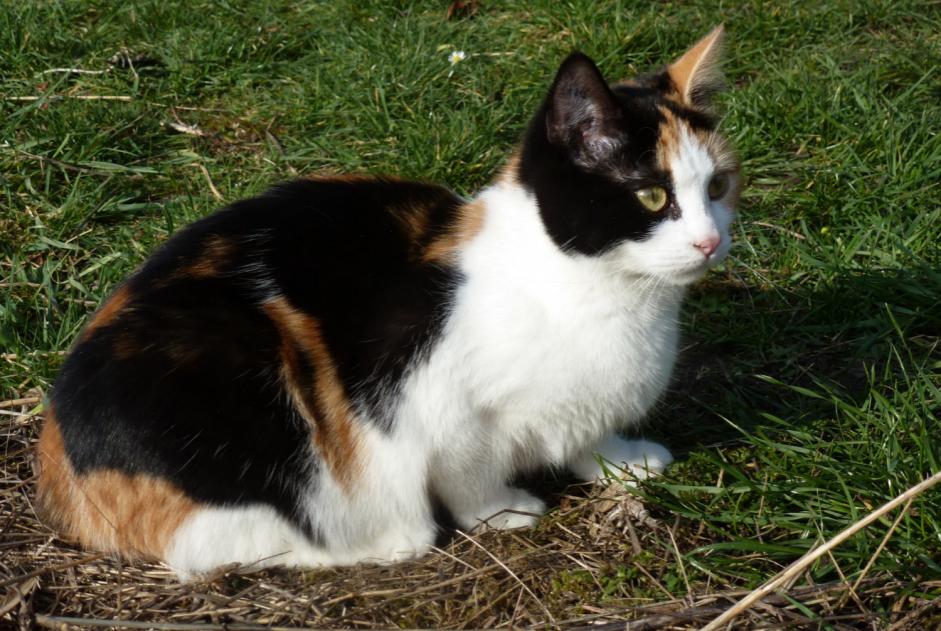 Avviso scomparsa Gatto Femmina , 10 anni Compiègne Francia