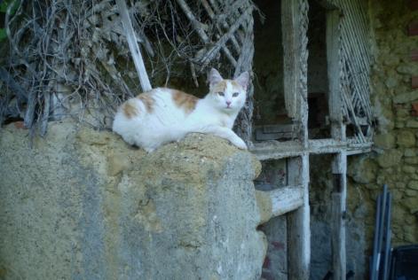 Avviso scomparsa Gatto Maschio , 8 anni Marciac Francia